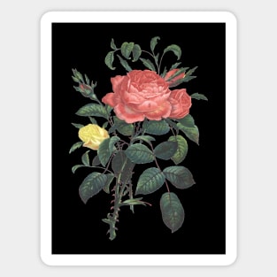 Rose Flowers Vintage Botanical Illustration Magnet